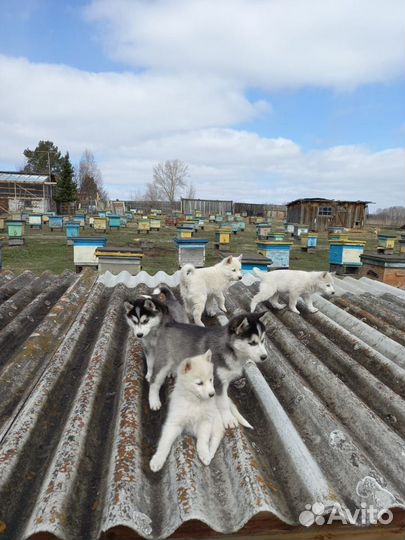 Продам щенков сибирской хаски (чистокровные)