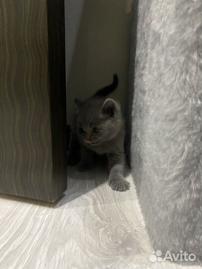 Милые котята