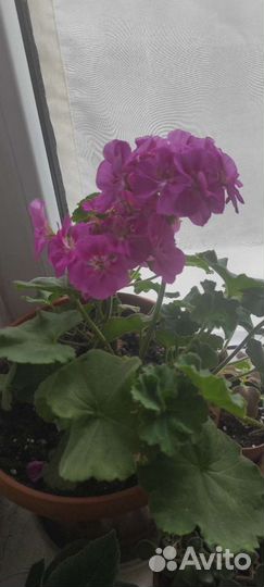 Розовые сорта пеларгонии