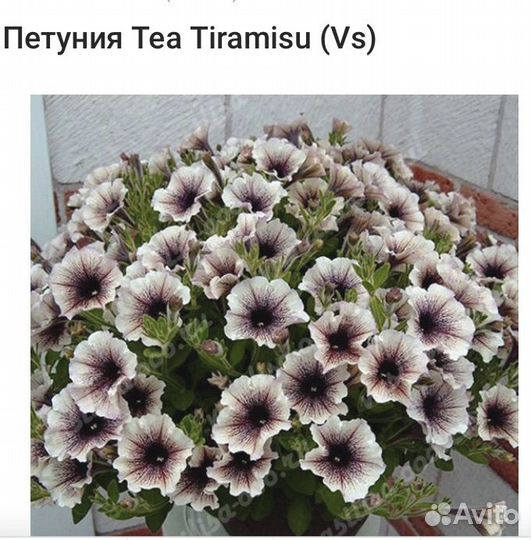 Петуния ампельная