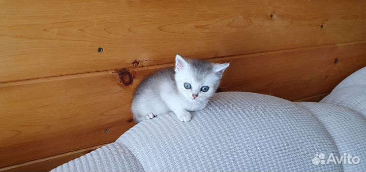 Котята прямоухий и вислоухий , мальчики