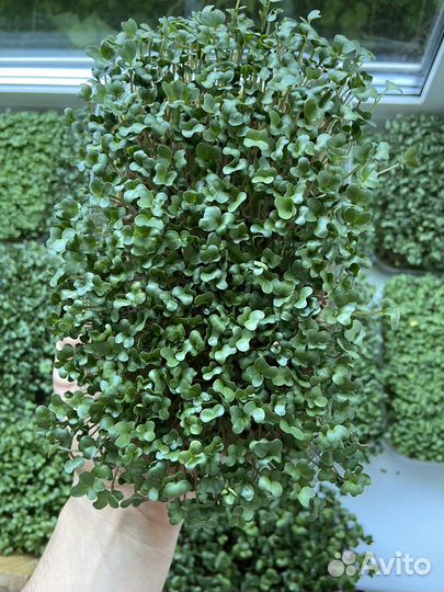 Микрозелень брокколи