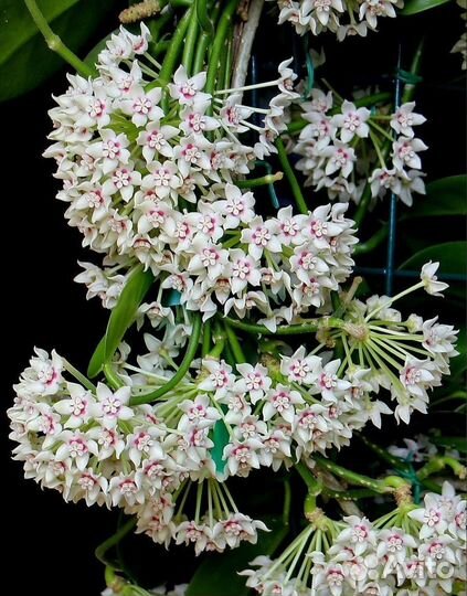 Хойи эсхинантус