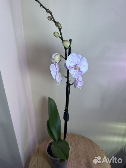 Орхидея фаленопсис биг лип,d12h65