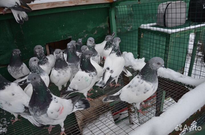 Венгерские голуби