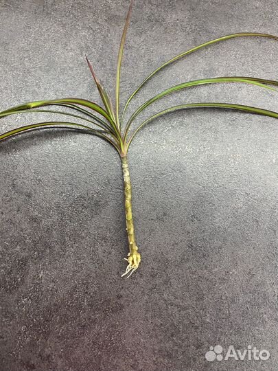 Драцена пальма