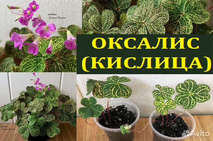 Розы,оксалис,эпифиллум,марниера,пилея,адениум,рипс
