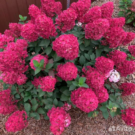 Питомник растений Flower Fairy