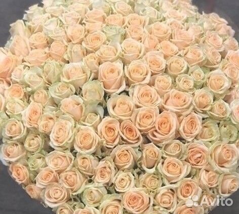 101 Роза 51 201 Роза Цветы доставка