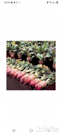 Семена кормовой свеклы