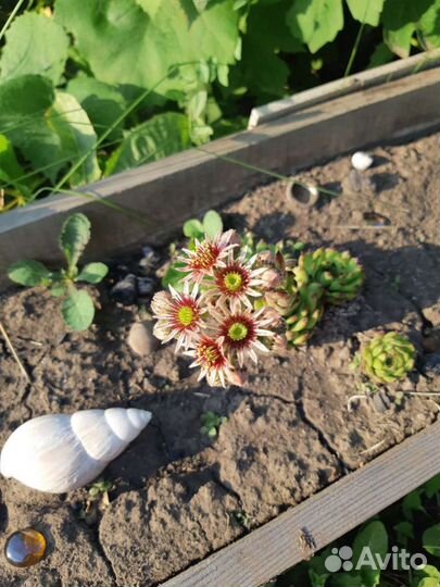 Камнеломка