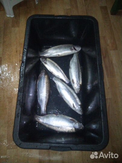 Живая рыба форель