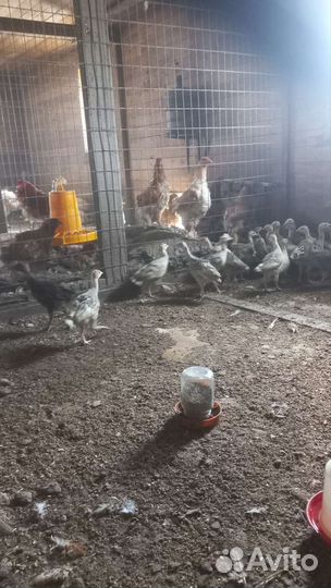 Индюшата 1,5 месяца, цесарята