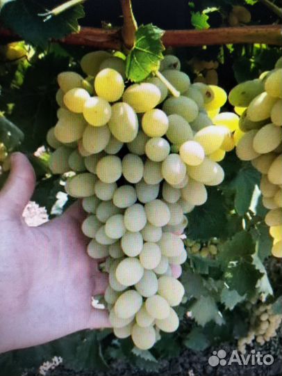 Саженцы винограда