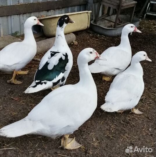 Яйца индоутки