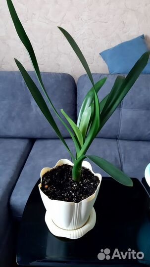 Комнатные цветы кливия