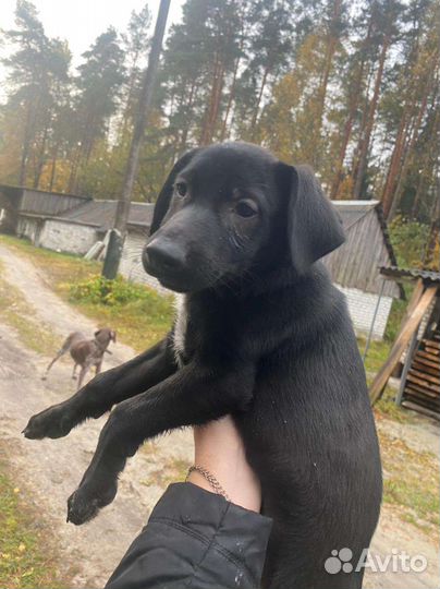 Собака в добрые руки отдам бесплатно