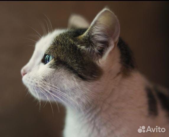 Кошка