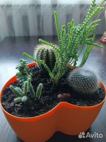 Кактусы и суккуленты