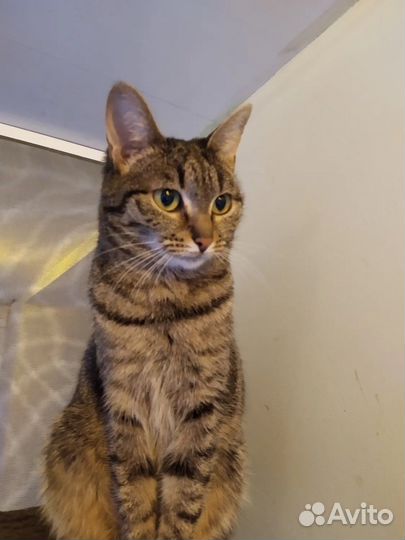 Ветеринарный врач. Стерилизация, кастрация на дому