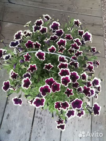 Петунии Tidal,ShockWave,RimMangenta