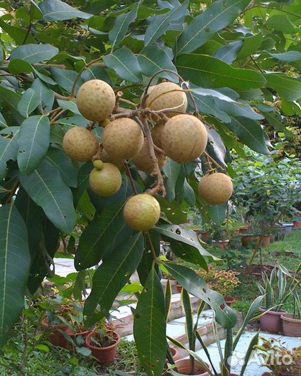 Лонган, драконий глаз. Комнатное, экзотическое