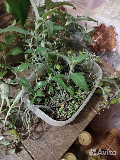 Комнатные цветы каланхоэ