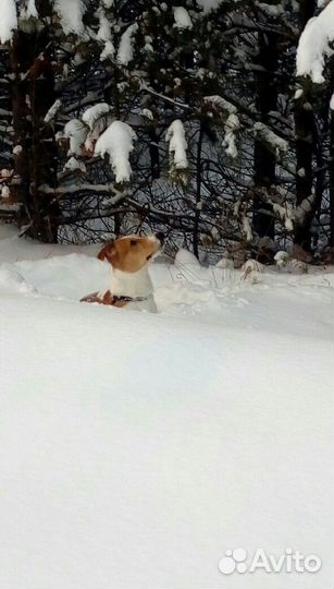 Вязка джек Рассел терьер