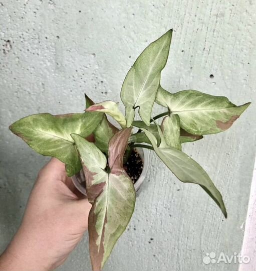 Сингониумы