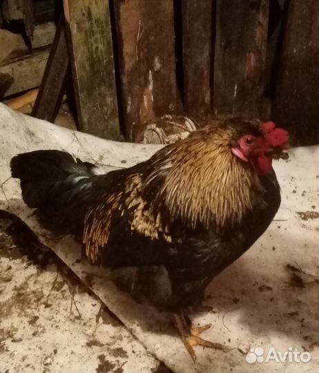 Молодые Петухи