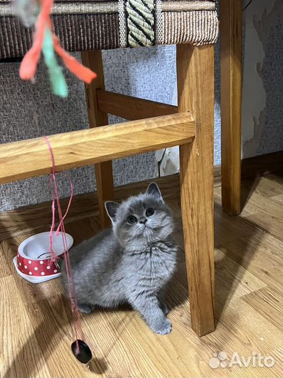 Шотландские вислоухие котята