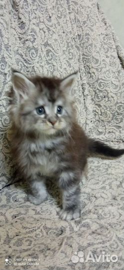 Котёнок девочка мей-кун