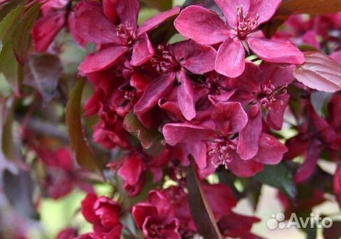 Яблоня Декоративная Роялти