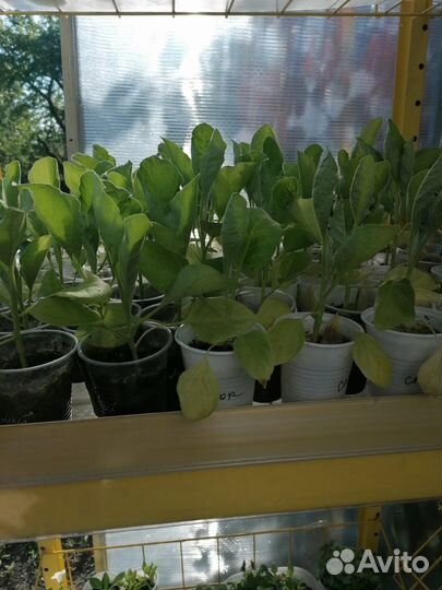 Продаётся рассада