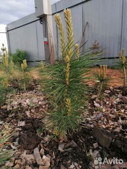 Кедр, Сосна кедровая, закрытая корневая