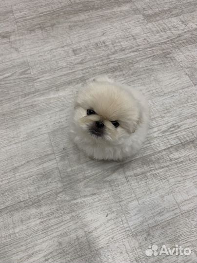 Собаки щенки Пекинес