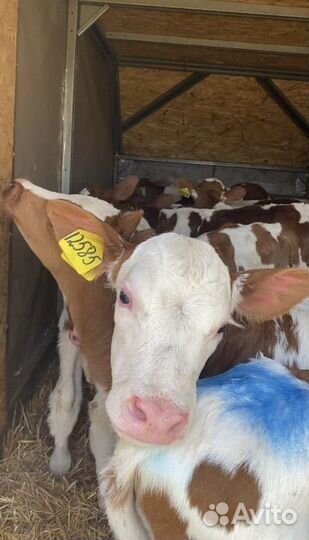 Телята мясной породы