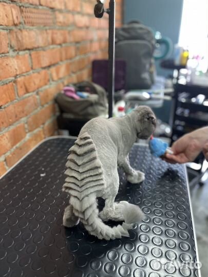 Грумер на дом