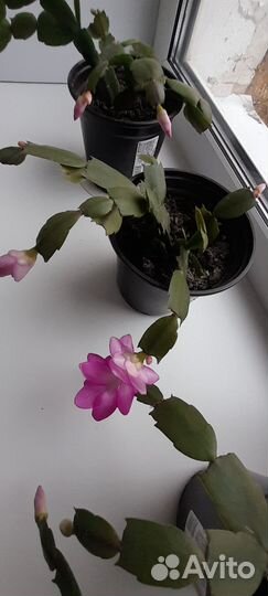 Декабрист шлюмбергера