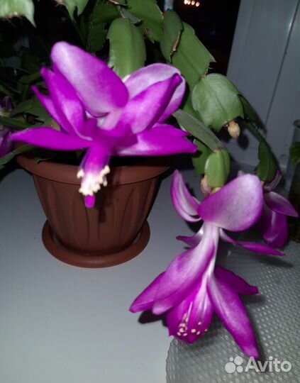 Декабрист отростки