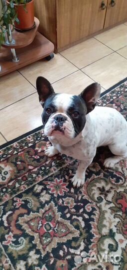 Французский бульдог кабель вязка