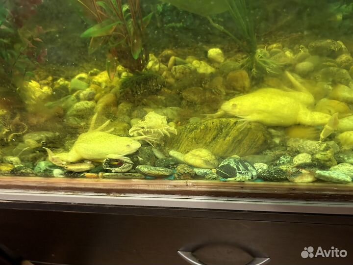 Шпорцевая лягушка альбинос