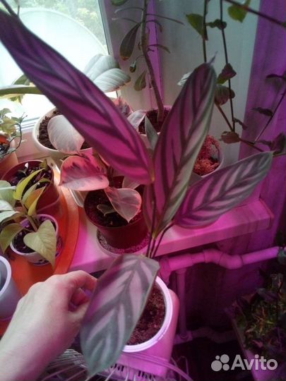 Комнатные цветы,разные