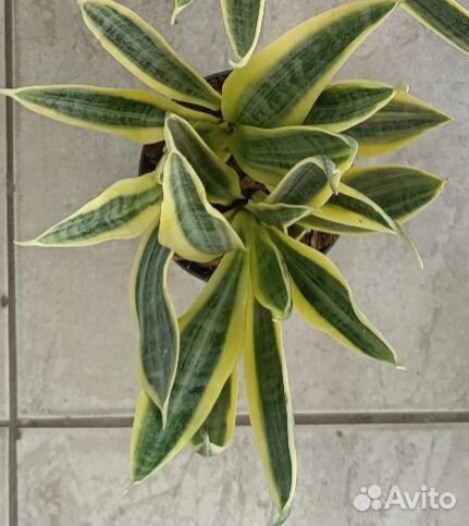 Сансевиерия El Dorado