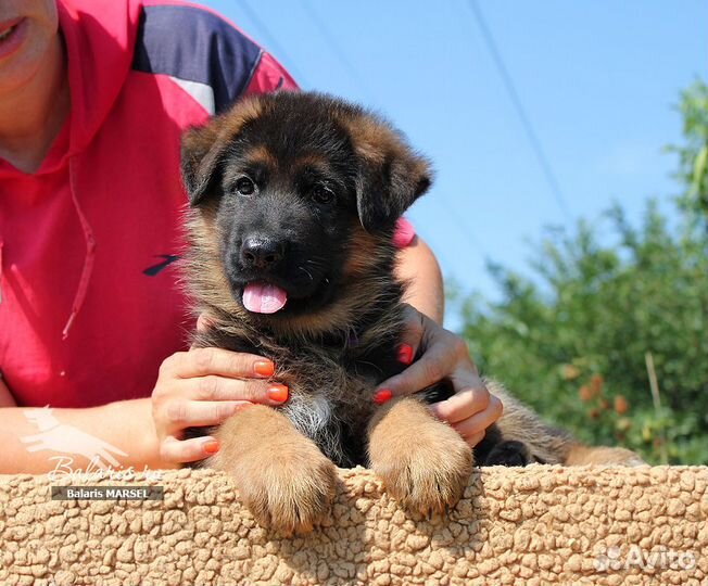 Щенки немецкой овчарки для разных целей, питомник
