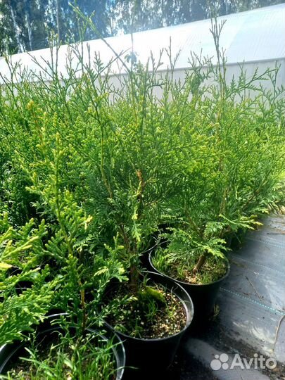 Брабант C2 (Branant)