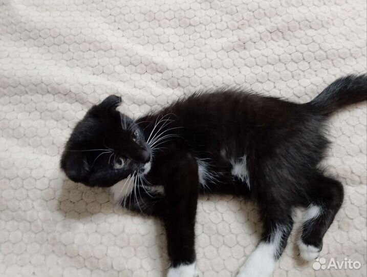 Кошка в дар