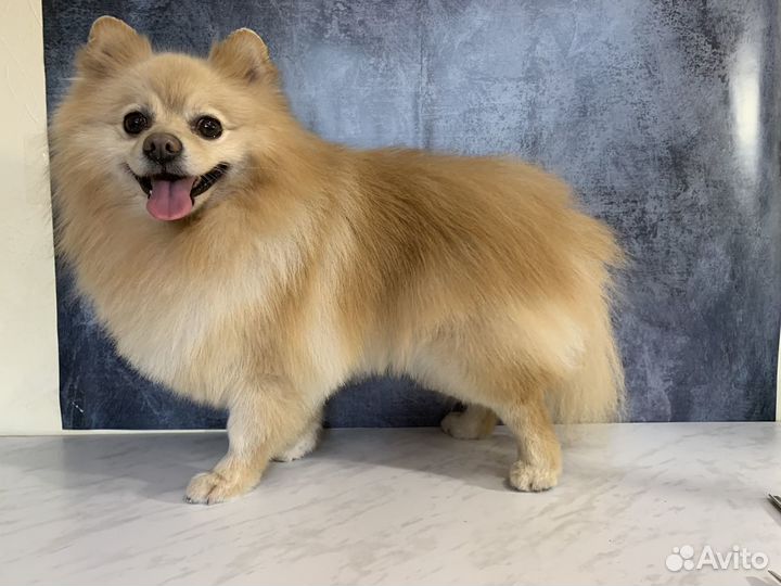 Стрижка собак. Груминг