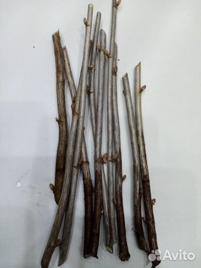 Черенки смородины. облепихи, ежевики, йошты