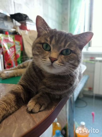 Кошка в добрые руки